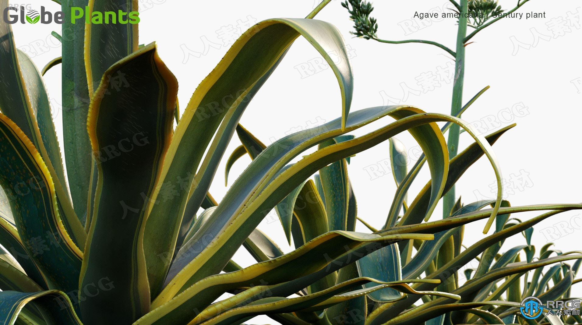 南美洲墨西哥仙人掌芦荟等灌木和多汁植物3D模型合集