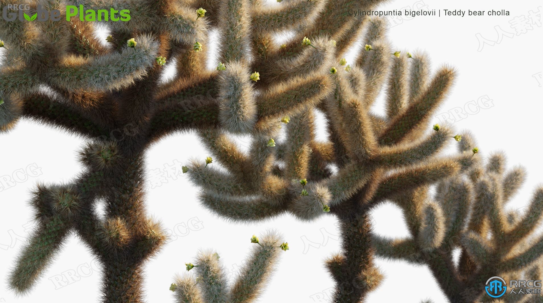 南美洲墨西哥仙人掌芦荟等灌木和多汁植物3D模型合集