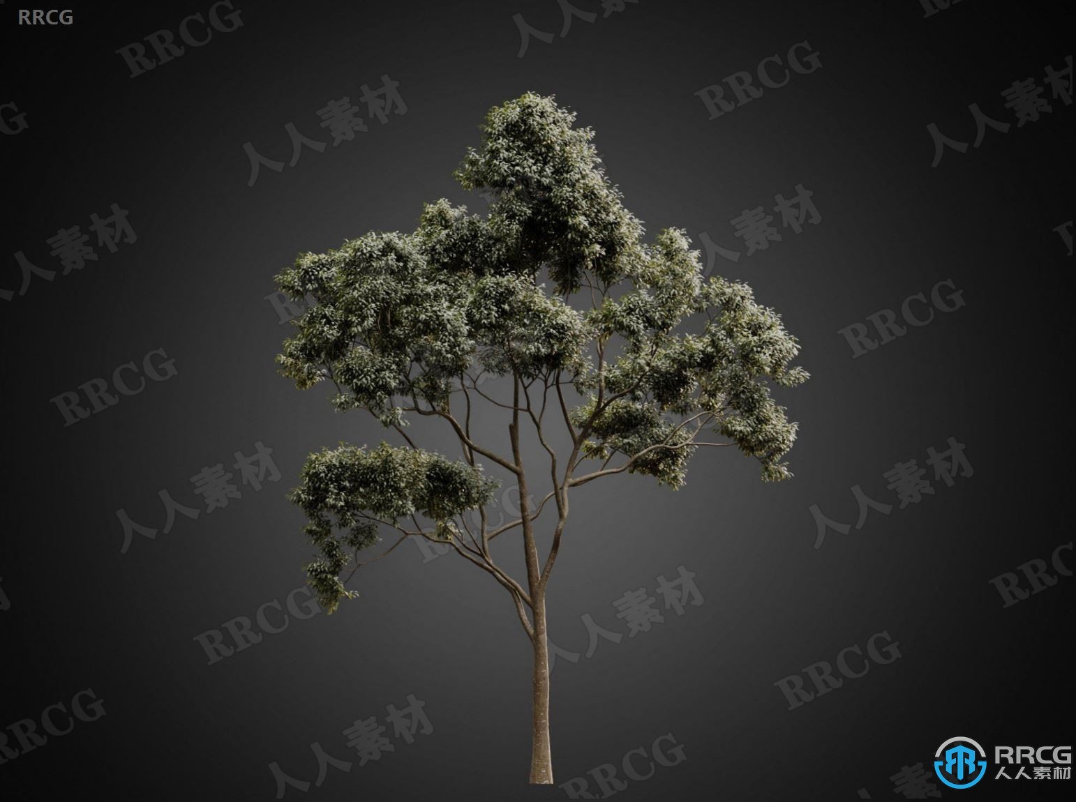 CGhelios高端逼真树木树叶树皮植物高质量3D模型合集