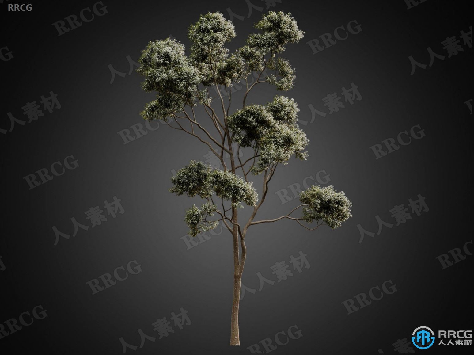 CGhelios高端逼真树木树叶树皮植物高质量3D模型合集
