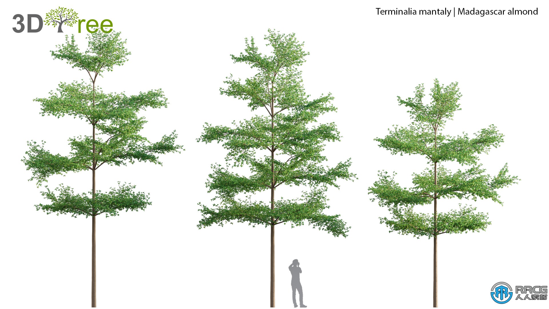 10组榕树决明子木兰花等树木植物高质量3D模型合集