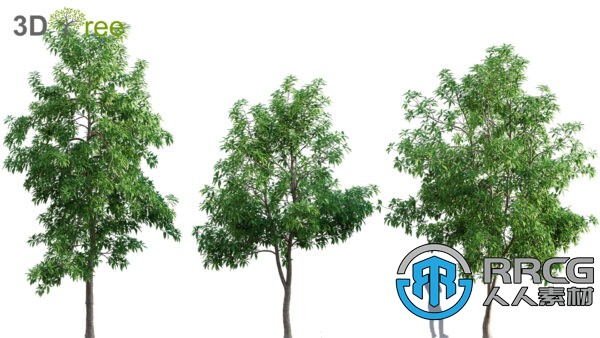 10组榕树决明子木兰花等树木植物高质量3D模型合集