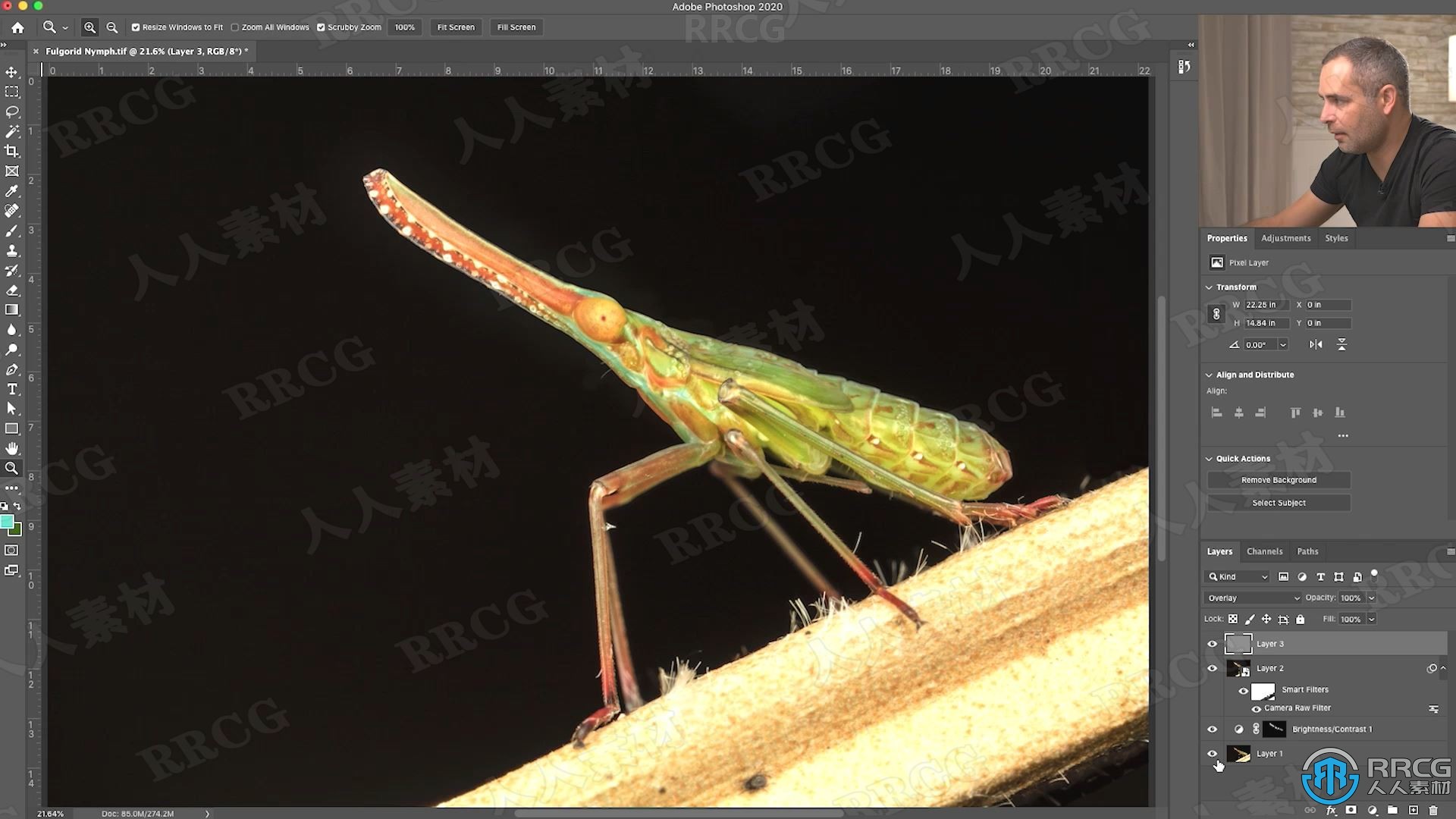 大自然昆虫动物摄影技巧集后期修饰工作流程视频教程
