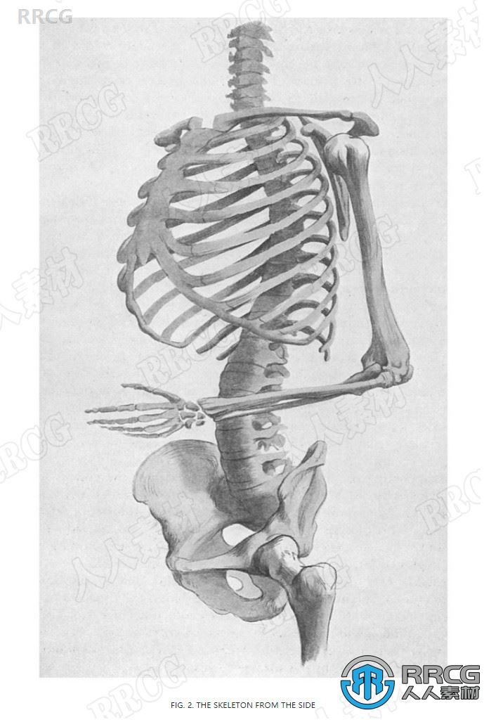 国外人体解剖学艺术详细解析学习书籍