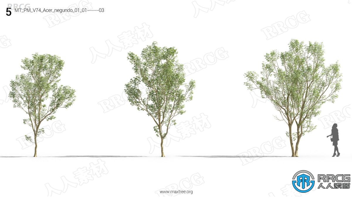鹅掌楸梣树银杏叶三尖杉等植物高质量3D模型合集