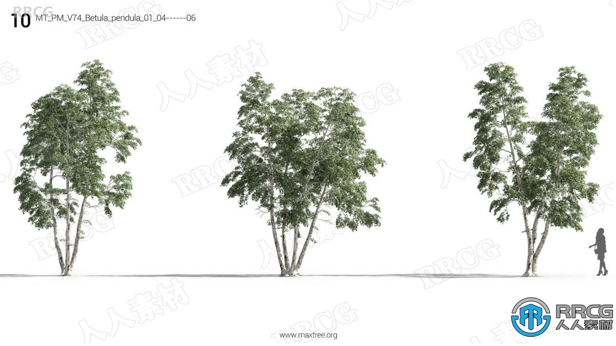 鹅掌楸梣树银杏叶三尖杉等植物高质量3D模型合集
