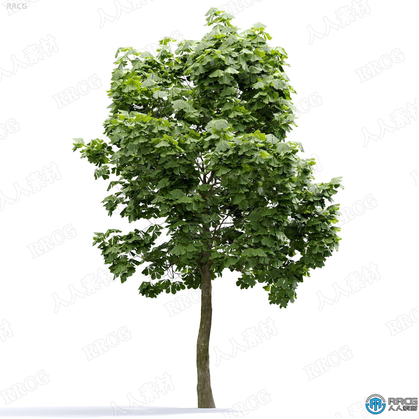60组高品质可视化树木植物3D模型合集 Evermotion Archmodels第255季