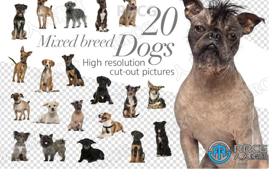 20张各种混合品种动物狗4K高清图片合集