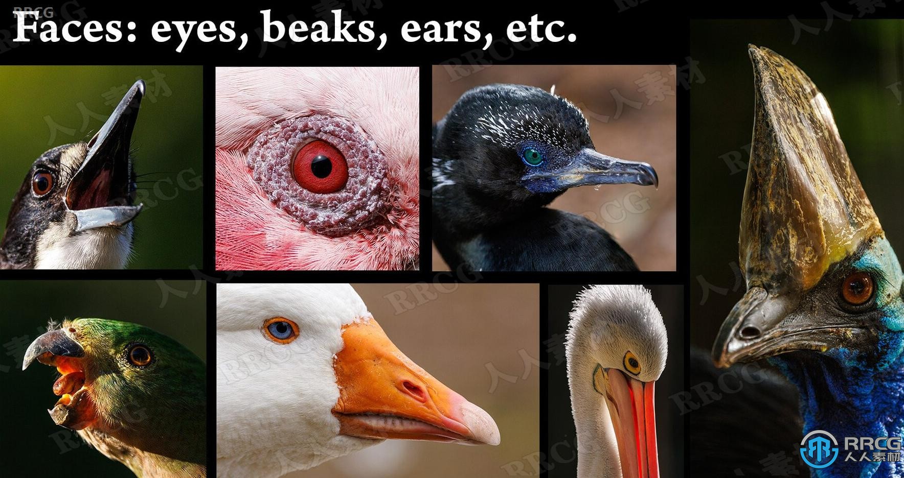 1000张鸟类生物眼睛鸟嘴翅膀等细节造型高清参考图合集