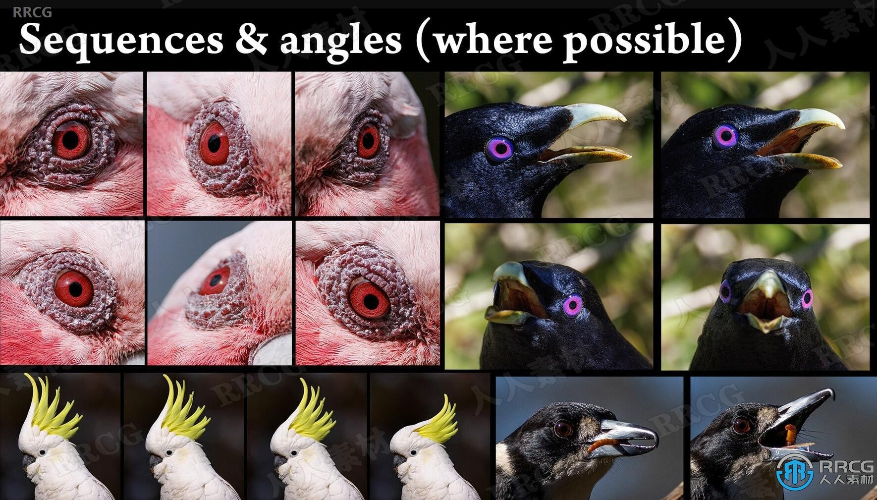1000张鸟类生物眼睛鸟嘴翅膀等细节造型高清参考图合集