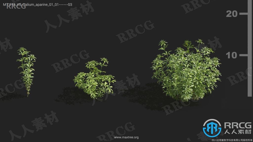 84组高品质栀子花天竺葵斑鸠菊等植物3D模型合集