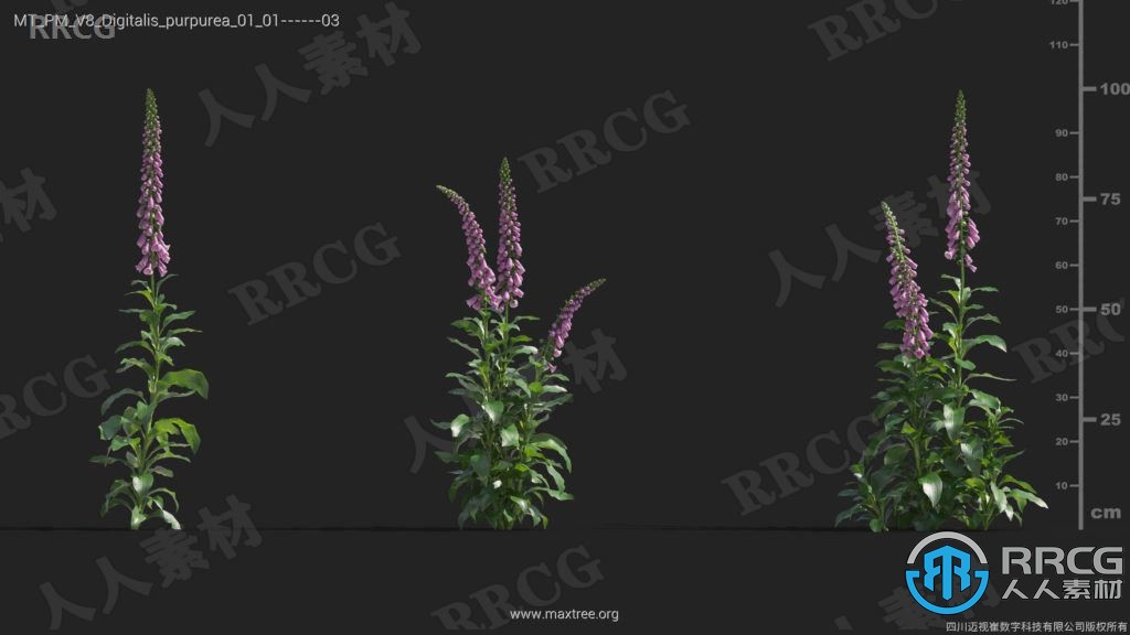 84组高品质栀子花天竺葵斑鸠菊等植物3D模型合集