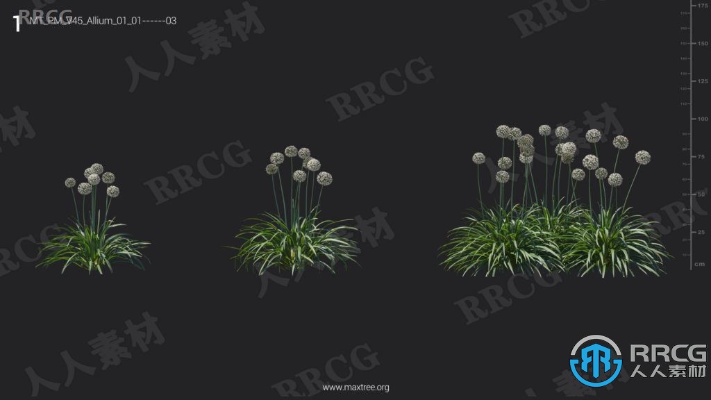 72组高品质薤白菖蒲薹草等植物3D模型合集