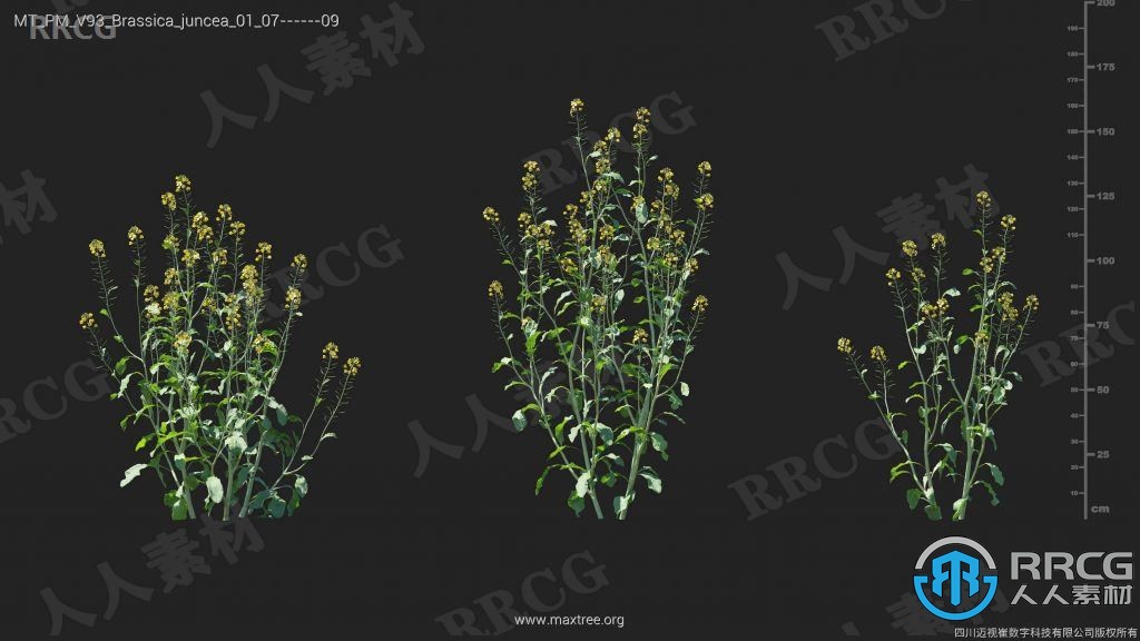 132组高品质甘蓝菜菊苣薤白等植物3D模型合集