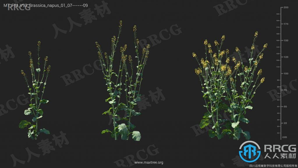 132组高品质甘蓝菜菊苣薤白等植物3D模型合集