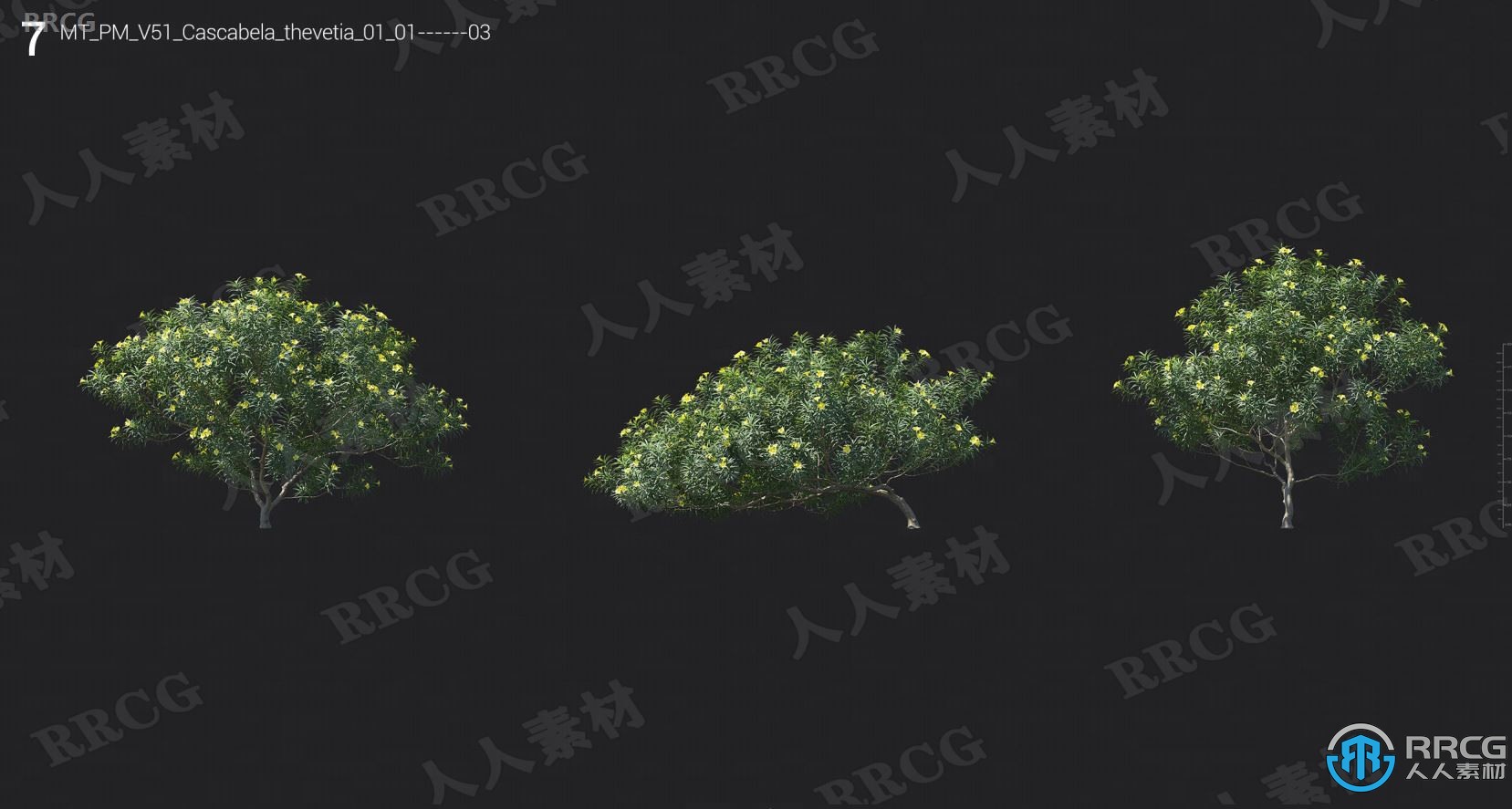 75组高品质天竺葵金丝桃箭毒木等植物3D模型合集