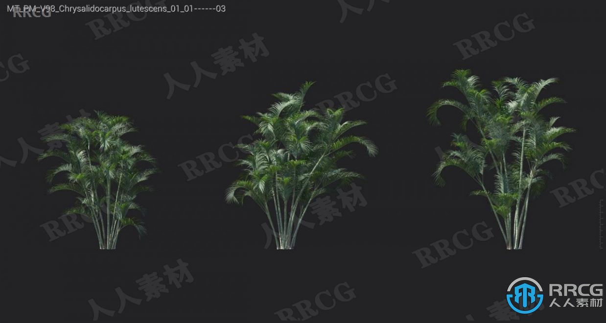 72组高品质绒毛草蝴蝶兰红豆杉等植物3D模型合集