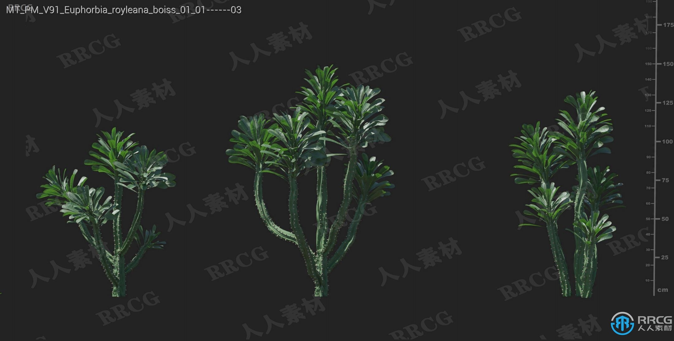 72组高品质波斯菊槐花非洲石竹等植物3D模型合集