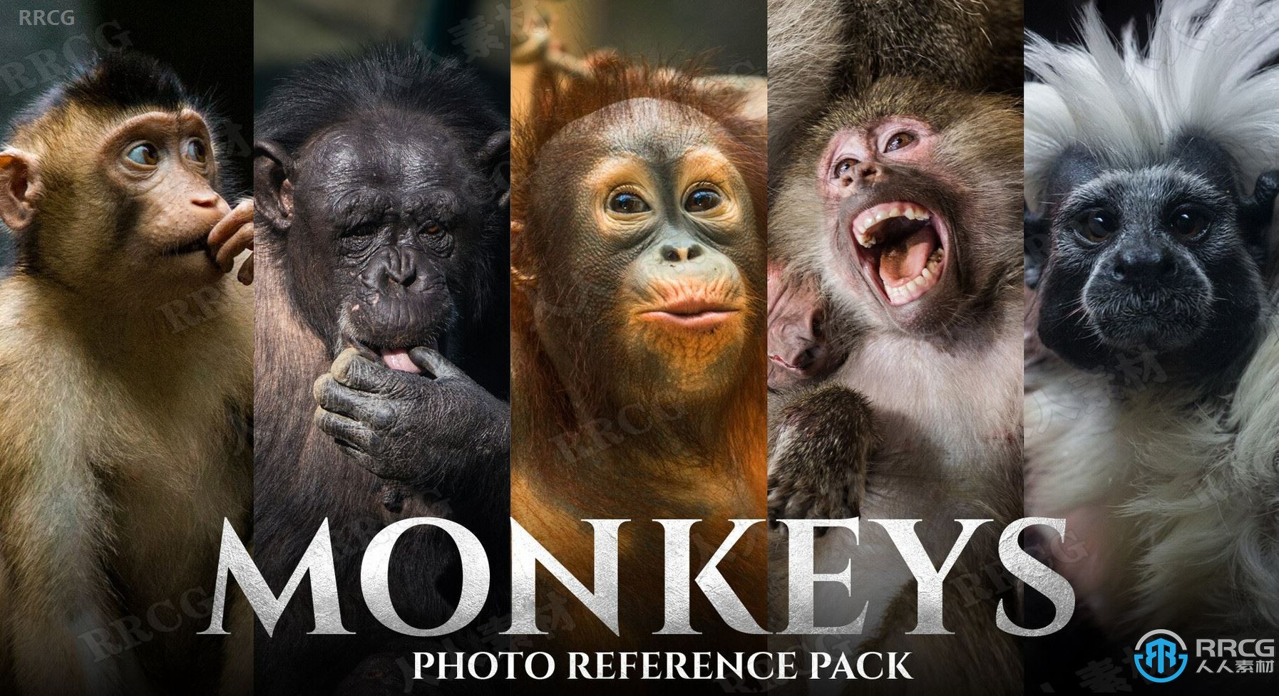 159張猴子動物造型高清參考圖合集