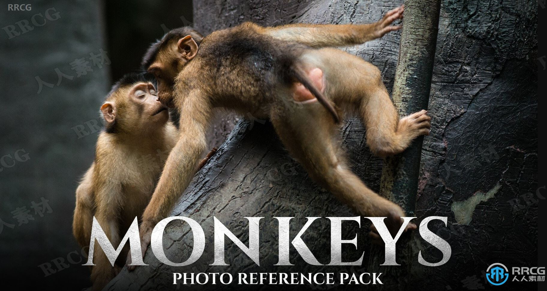 159张猴子动物造型高清参考图合集