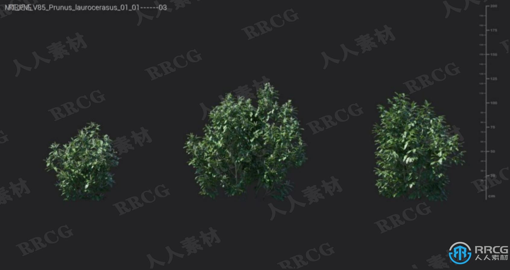 78组高品质红豆杉夹竹桃等植物3D模型合集