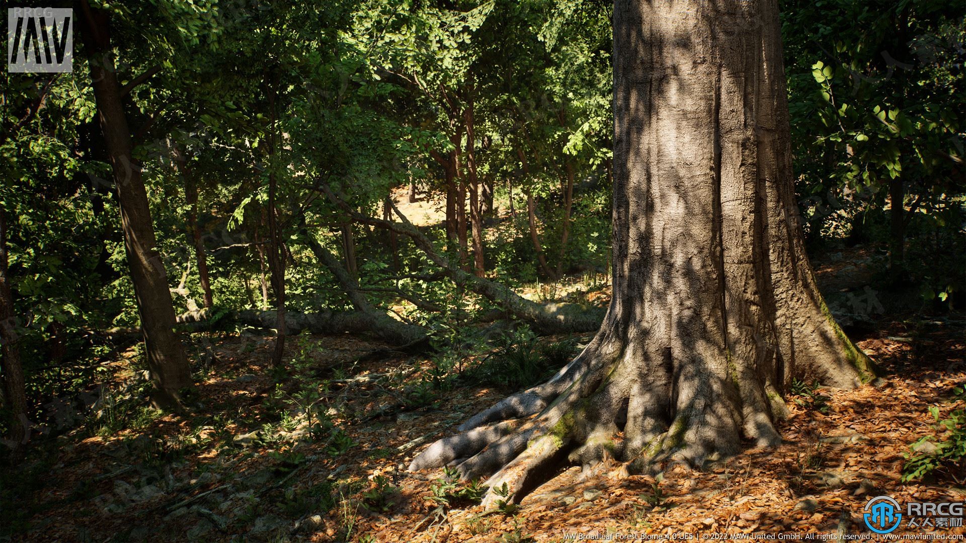 逼真闊葉樹森林生物群落環境Unreal Engine游戲素材資源