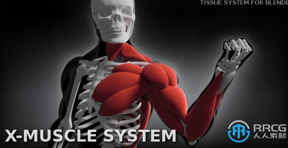 X-Muscle System快速创建肌肉系统Blender插件V3.0 XL版