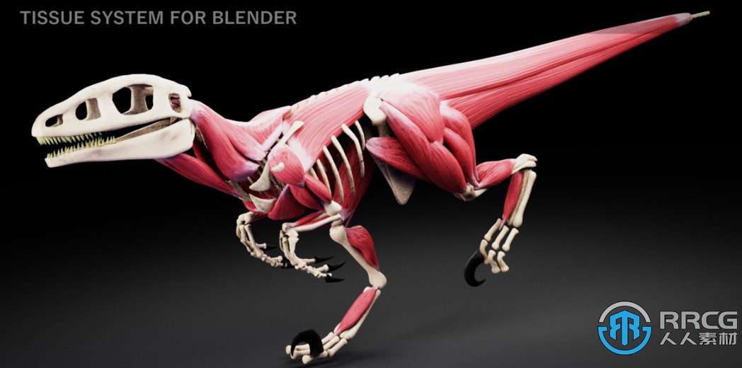 X-Muscle System快速创建肌肉系统Blender插件V3.0 XL版