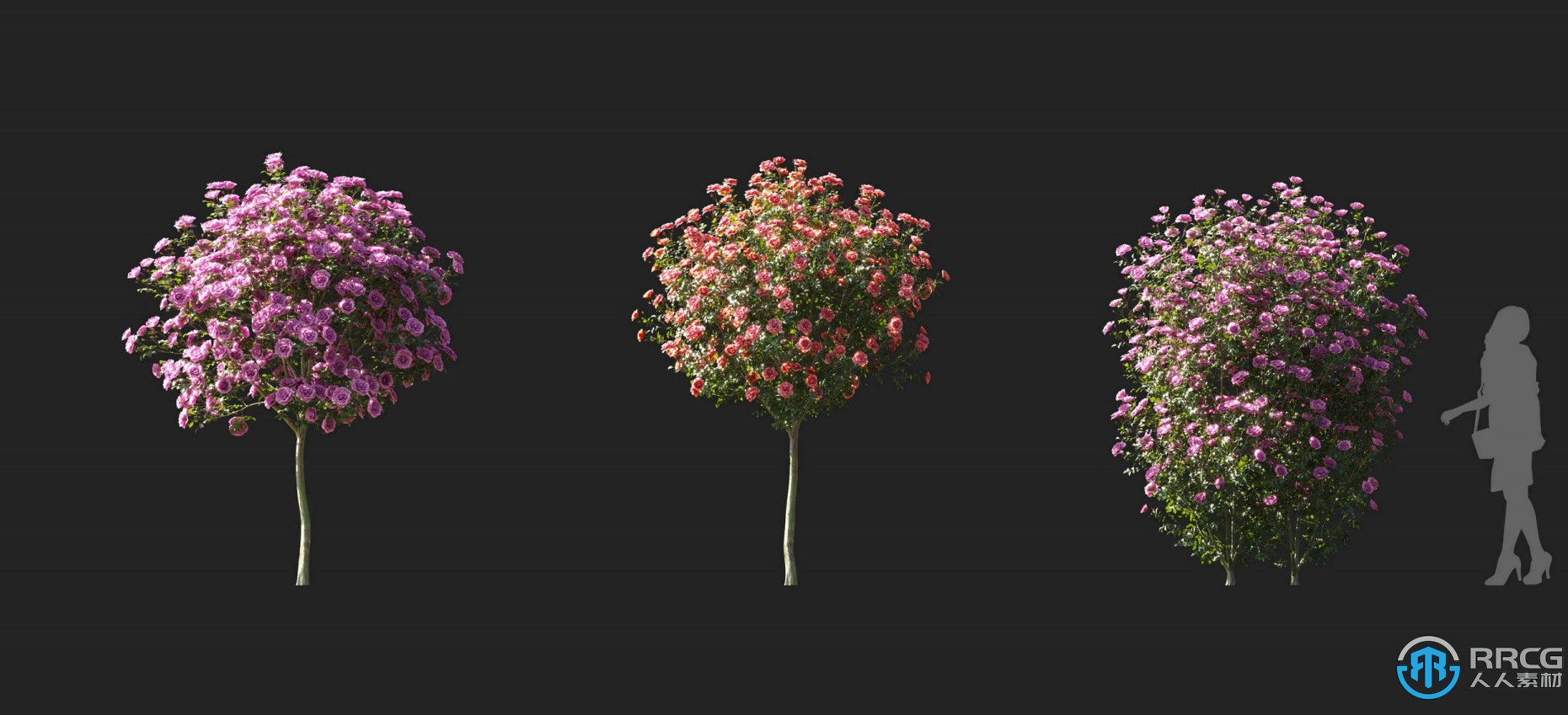 高品质鸡冠花水曲柳白玉兰泡桐等植物3D模型合集