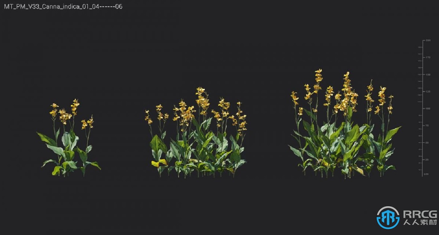 78组高品质白头翁天竺葵荚蒾三叶草等植物3D模型合集