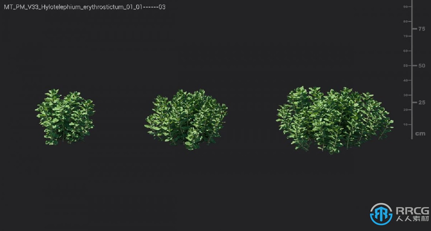 78组高品质白头翁天竺葵荚蒾三叶草等植物3D模型合集