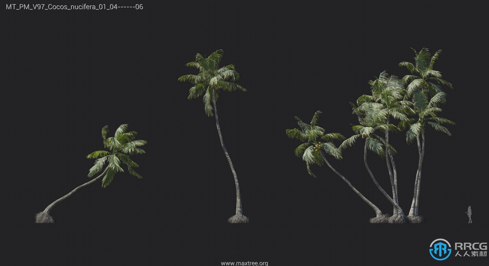 84组椰树棕榈树凤凰木扇贝树等植物3D模型合集