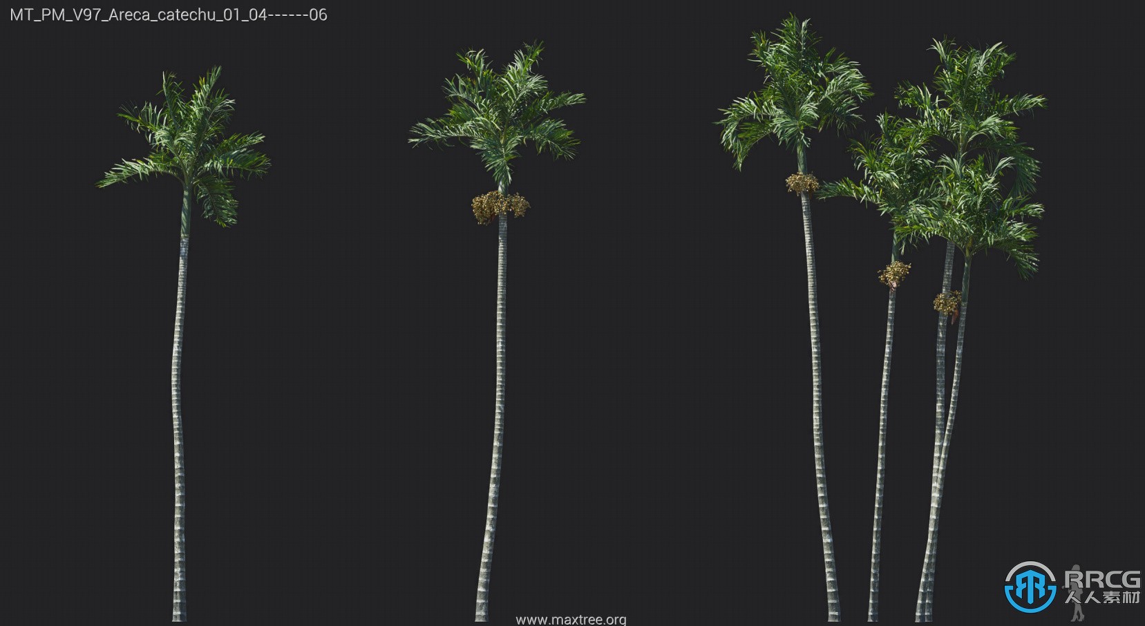 84组椰树棕榈树凤凰木扇贝树等植物3D模型合集