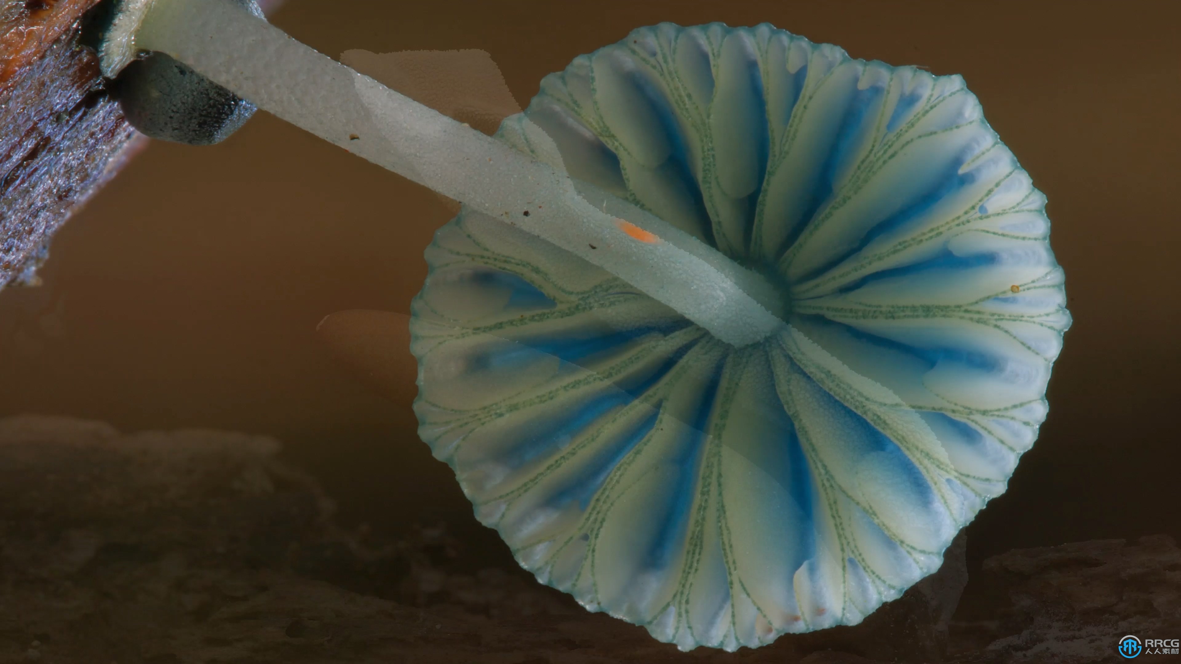自然森林真菌蘑菇摄影技术大师班视频教程