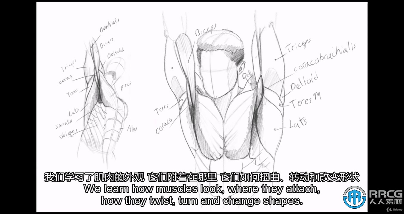 【中文字幕】人体解剖学手脚头脸骨骼肌肉等数字绘画大师级视频教程