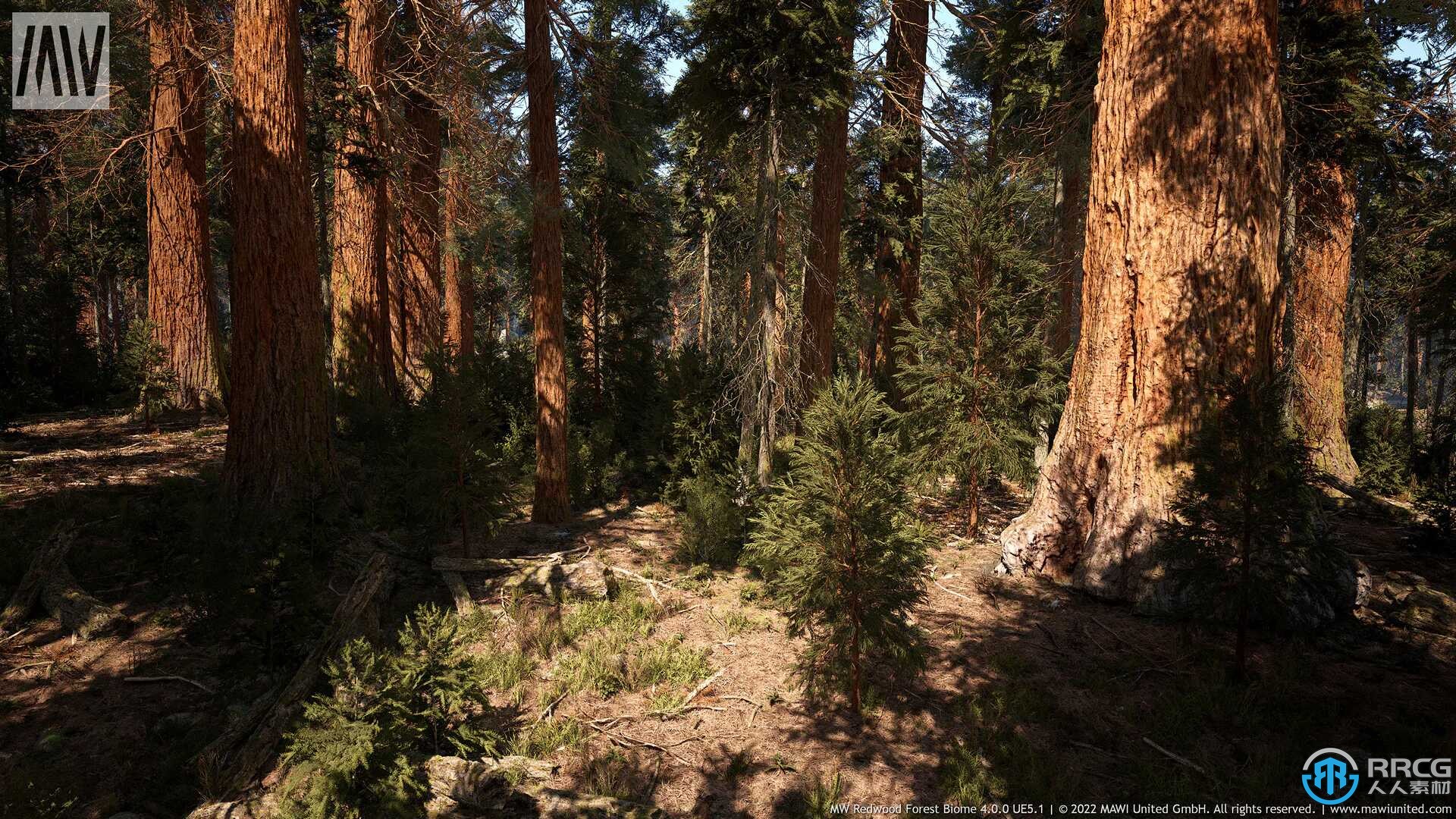红杉树森林植物树木环境场景Unreal游戏素材
