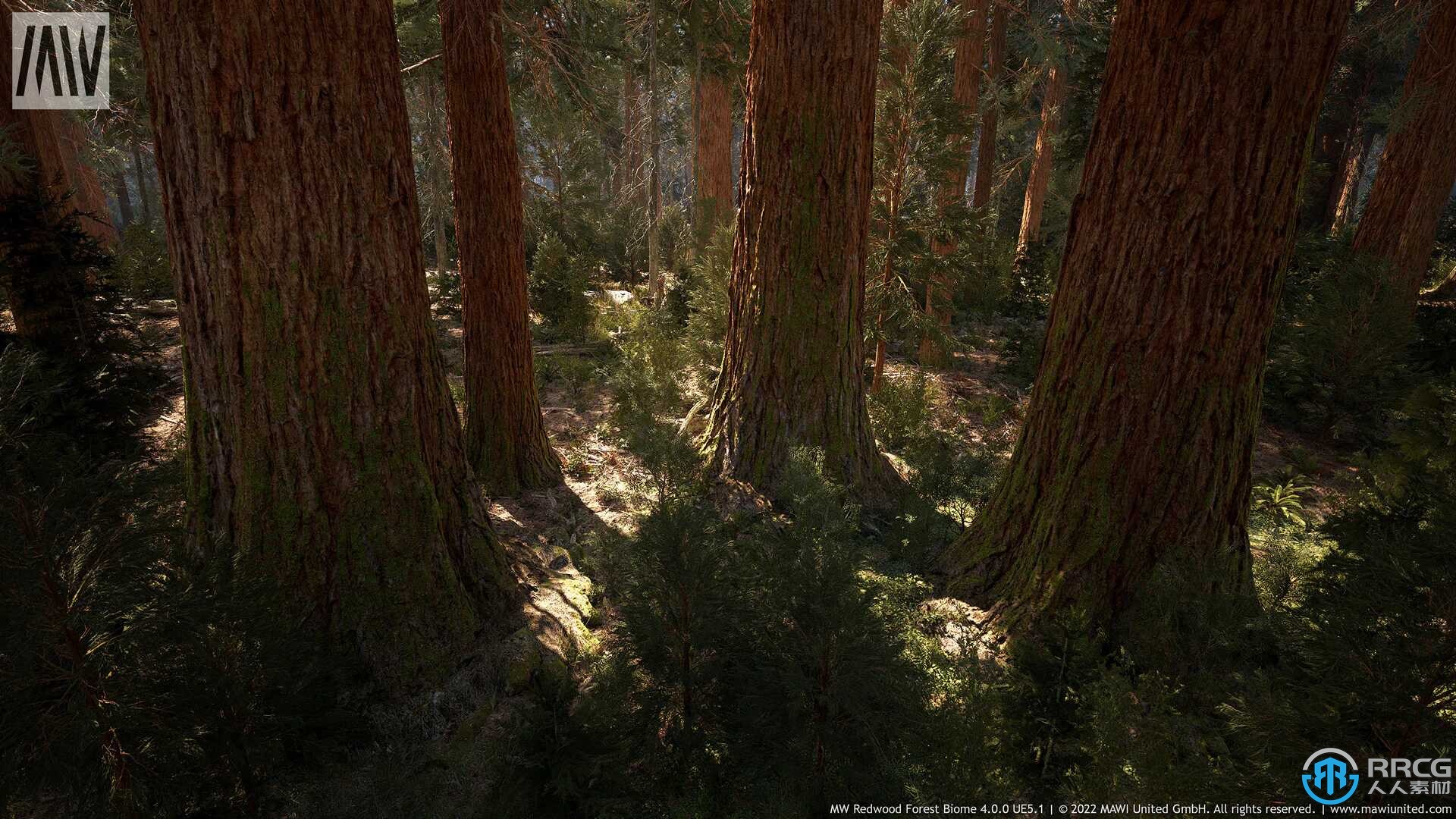 红杉树森林植物树木环境场景Unreal游戏素材