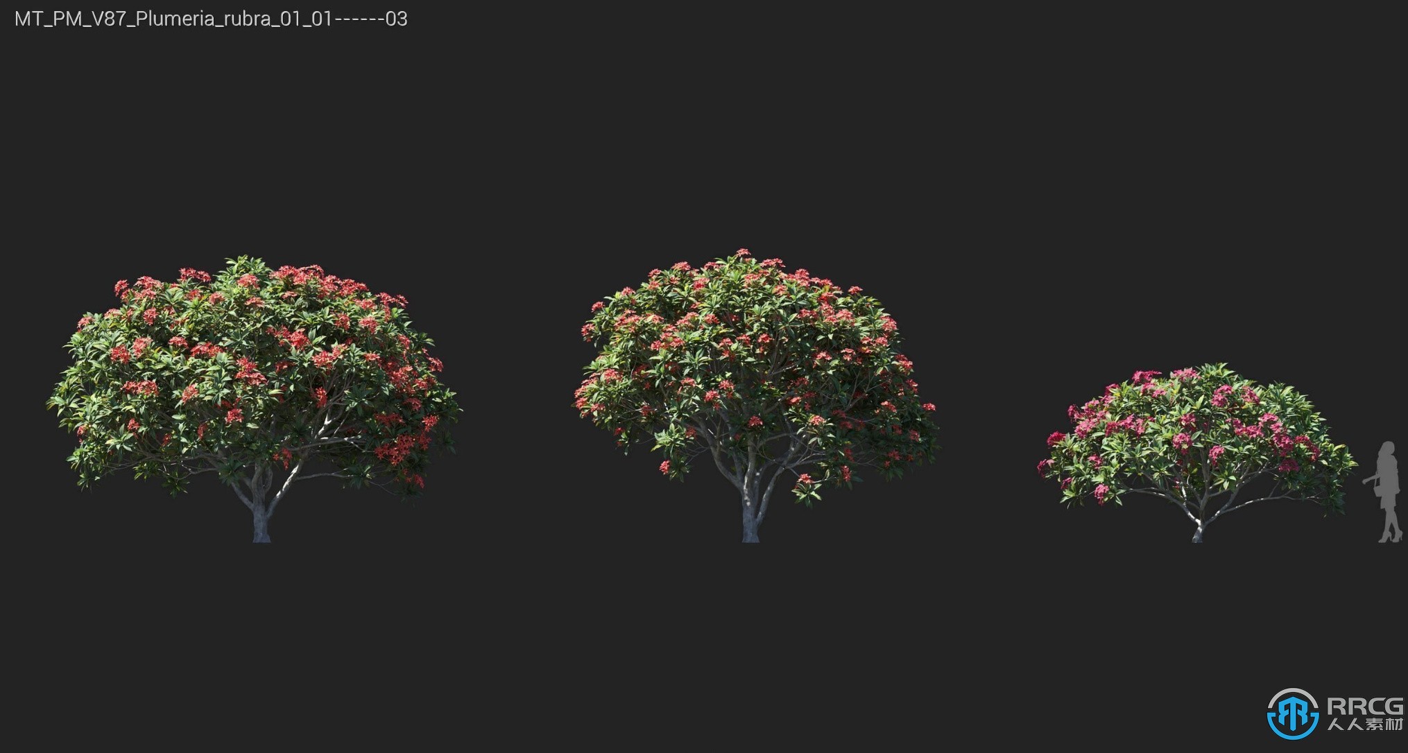 72组常青橡树挪威枫树霍尔姆橡树等植物3D模型合集