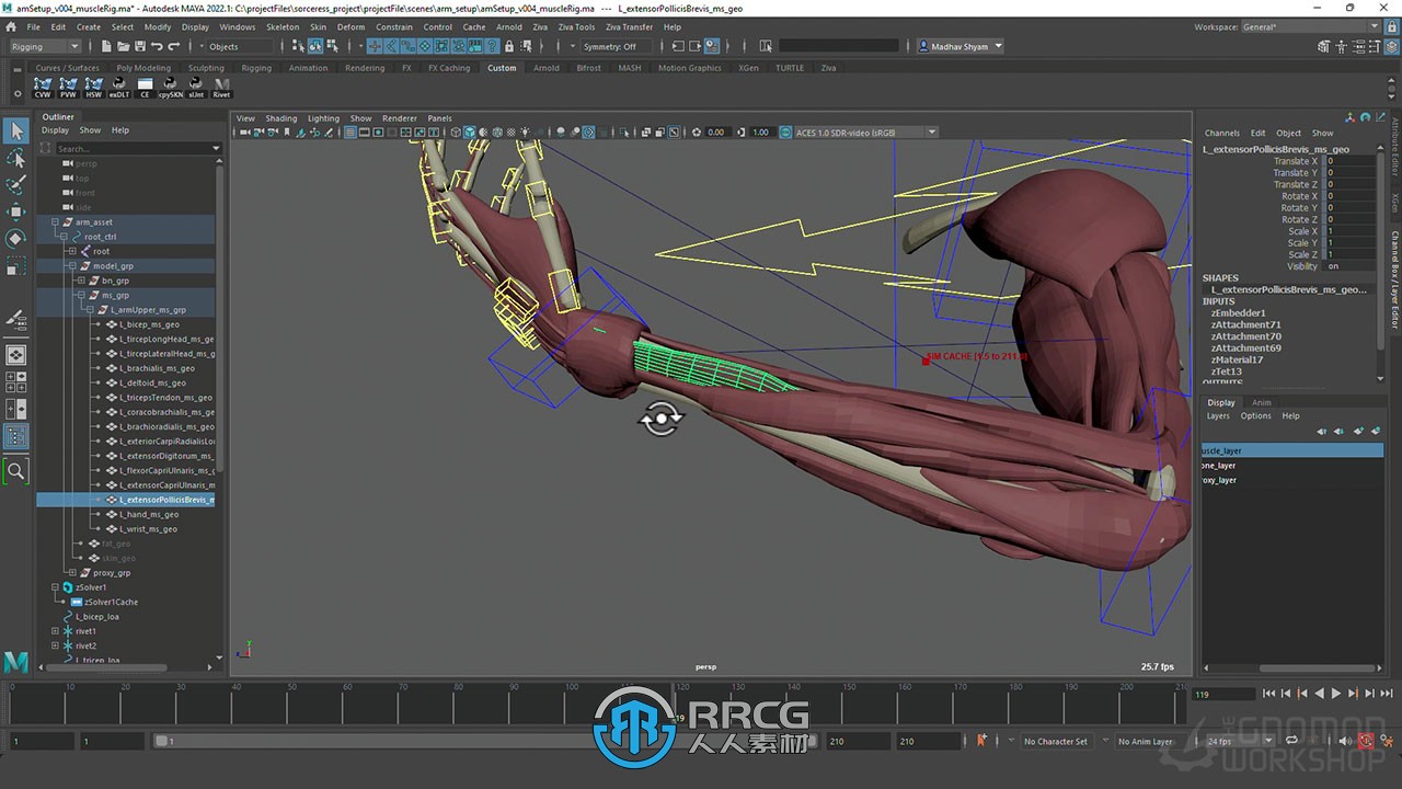 Maya中Ziva VFX人体骨骼组织模拟动画视频教程