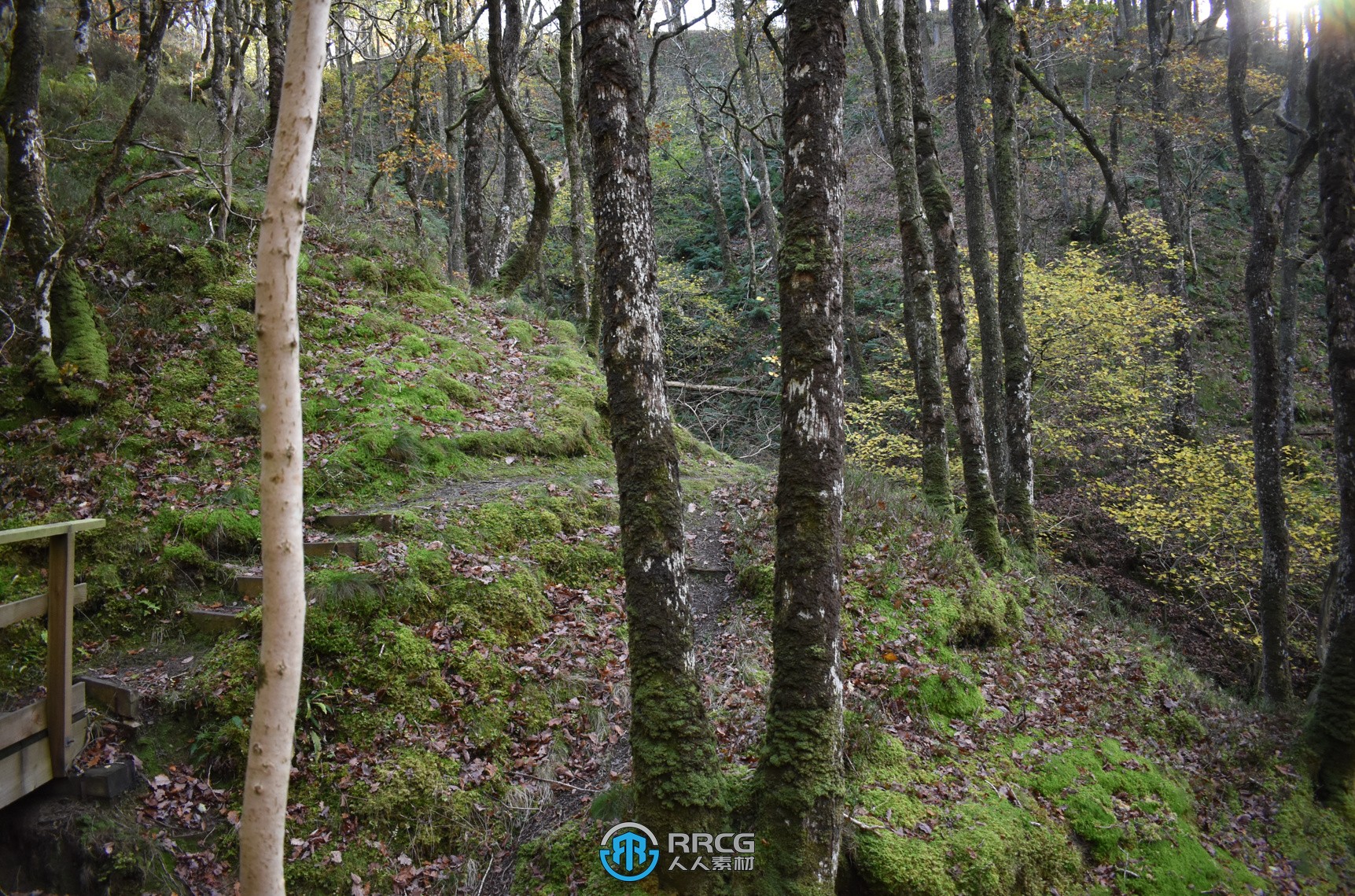 250张古代威尔士森林高清参考图合集