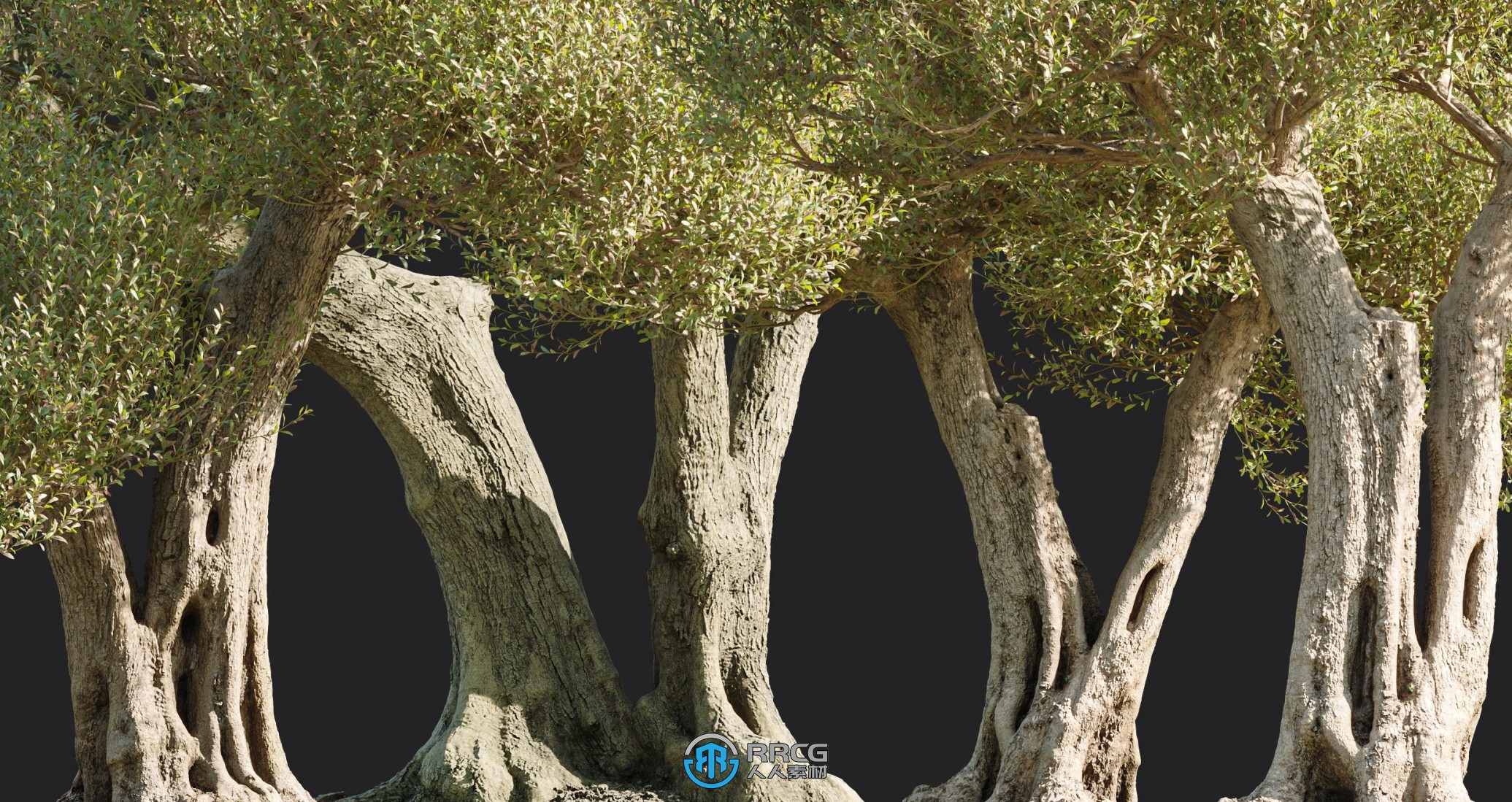 93组高精度橄榄树树木植物3D模型合集