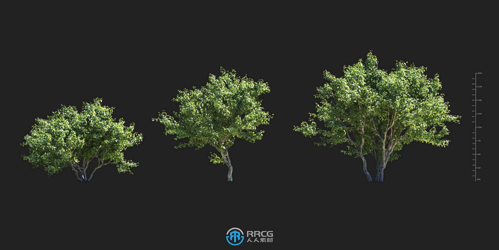 冬水仙天鹅绒白蜡苔杯栎树等树木植物3D模型合集