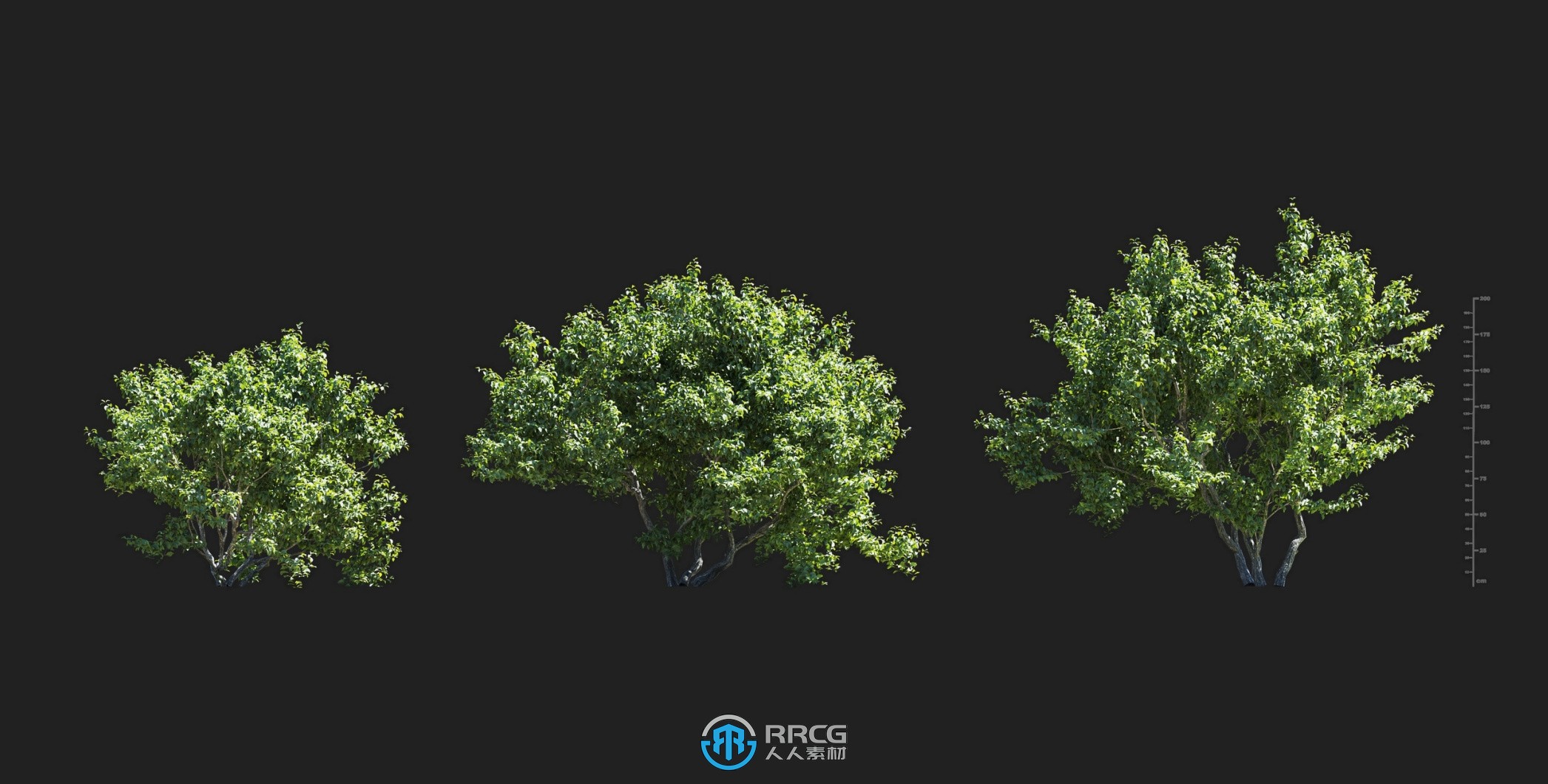 冬水仙天鹅绒白蜡苔杯栎树等树木植物3D模型合集