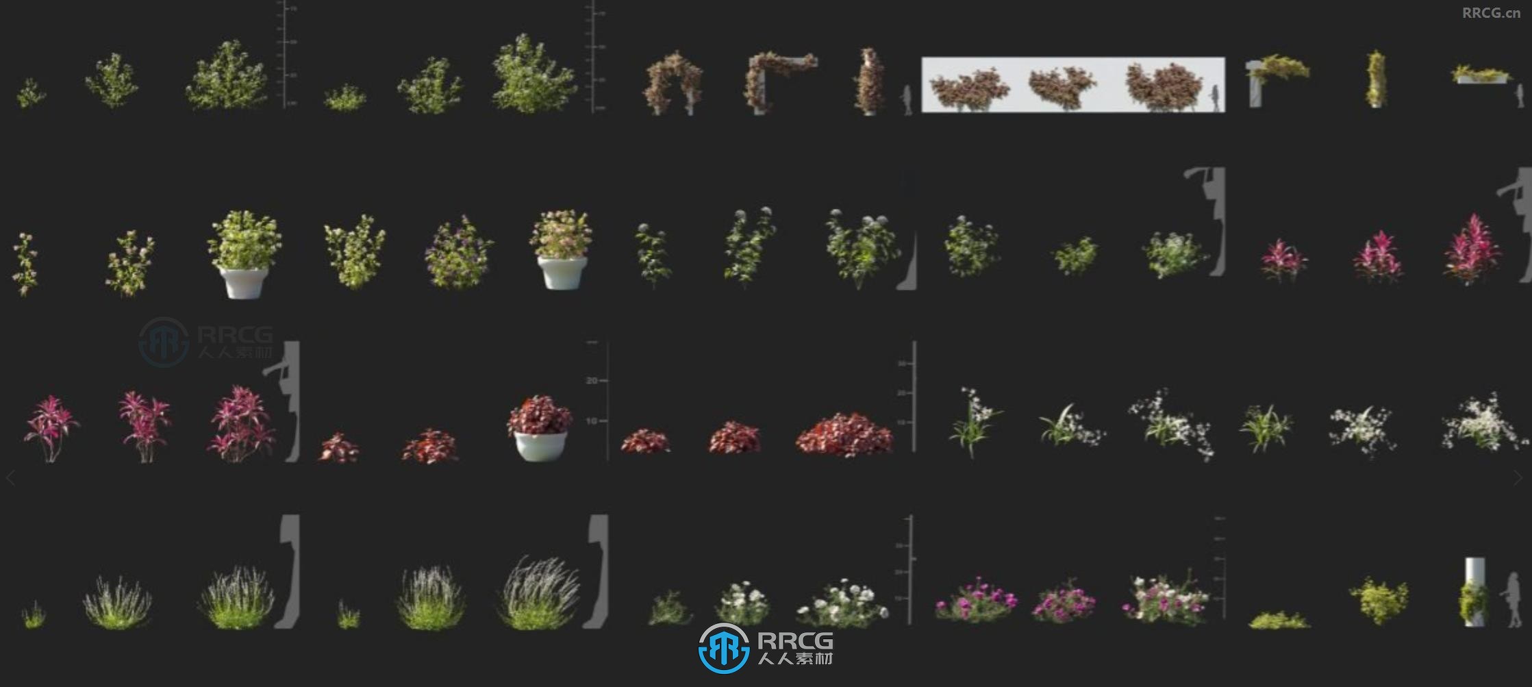 蝶形花兰九重葛北水芹马齿苋蚧壳鼠尾草等植物3D模型合集