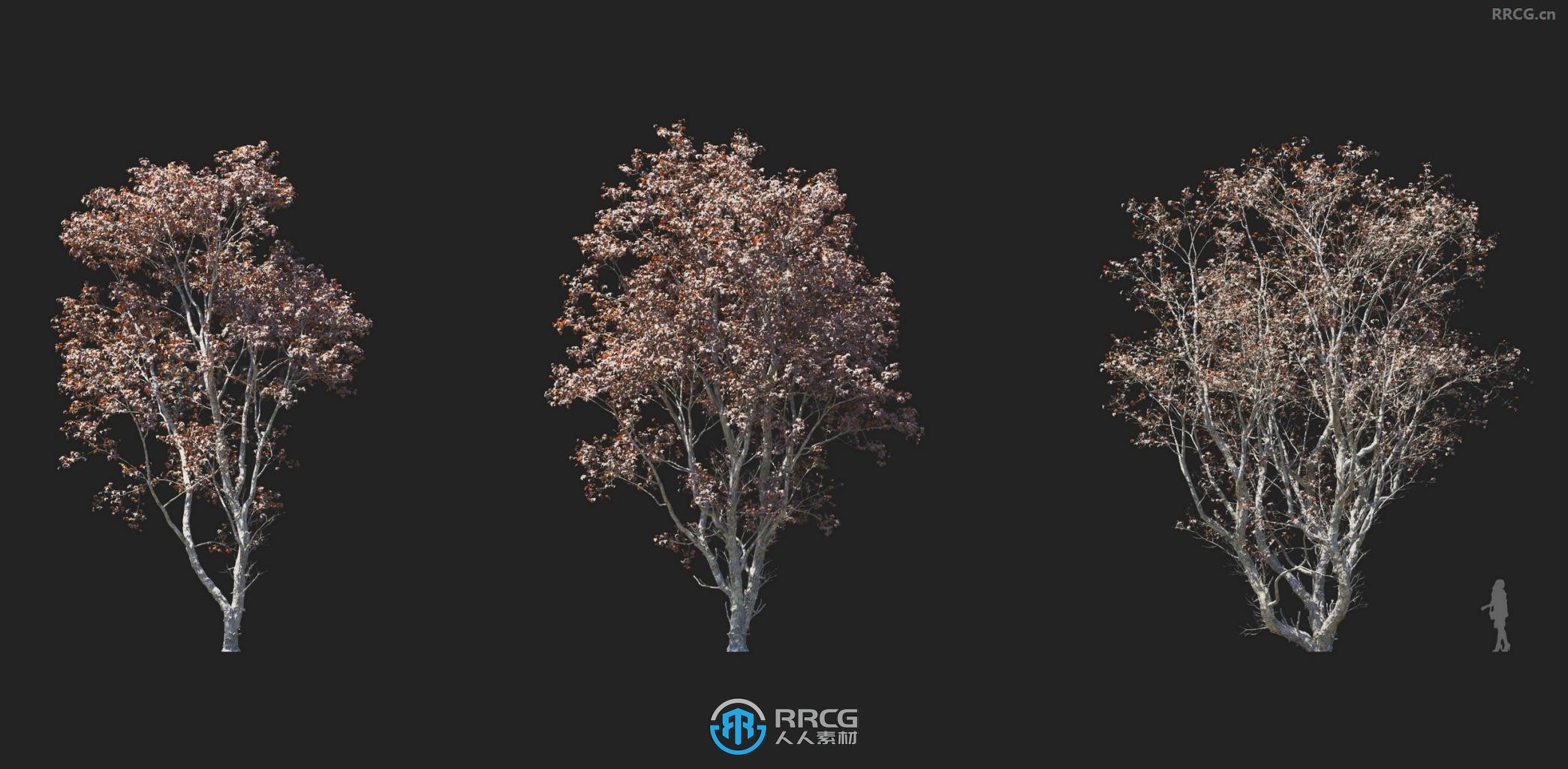 金落叶松栎树桦树白桑树中国乌桕等植物3D模型合集