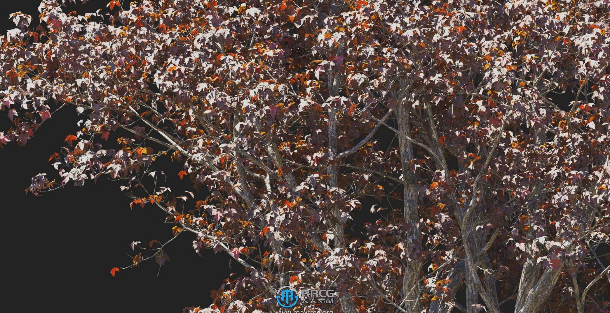 金落叶松栎树桦树白桑树中国乌桕等植物3D模型合集