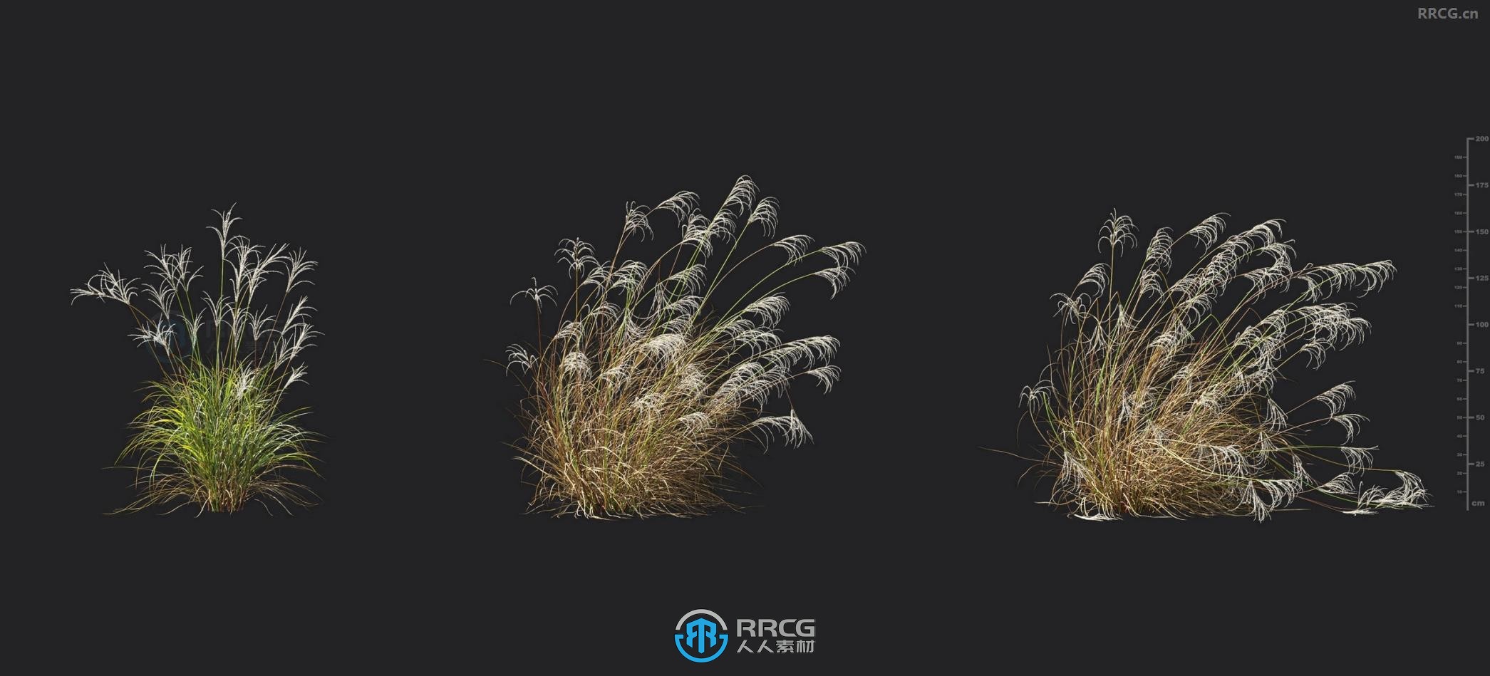格桑花草羽毛苇草新西兰毛刺草喜马拉雅仙草等植物3D模型合集