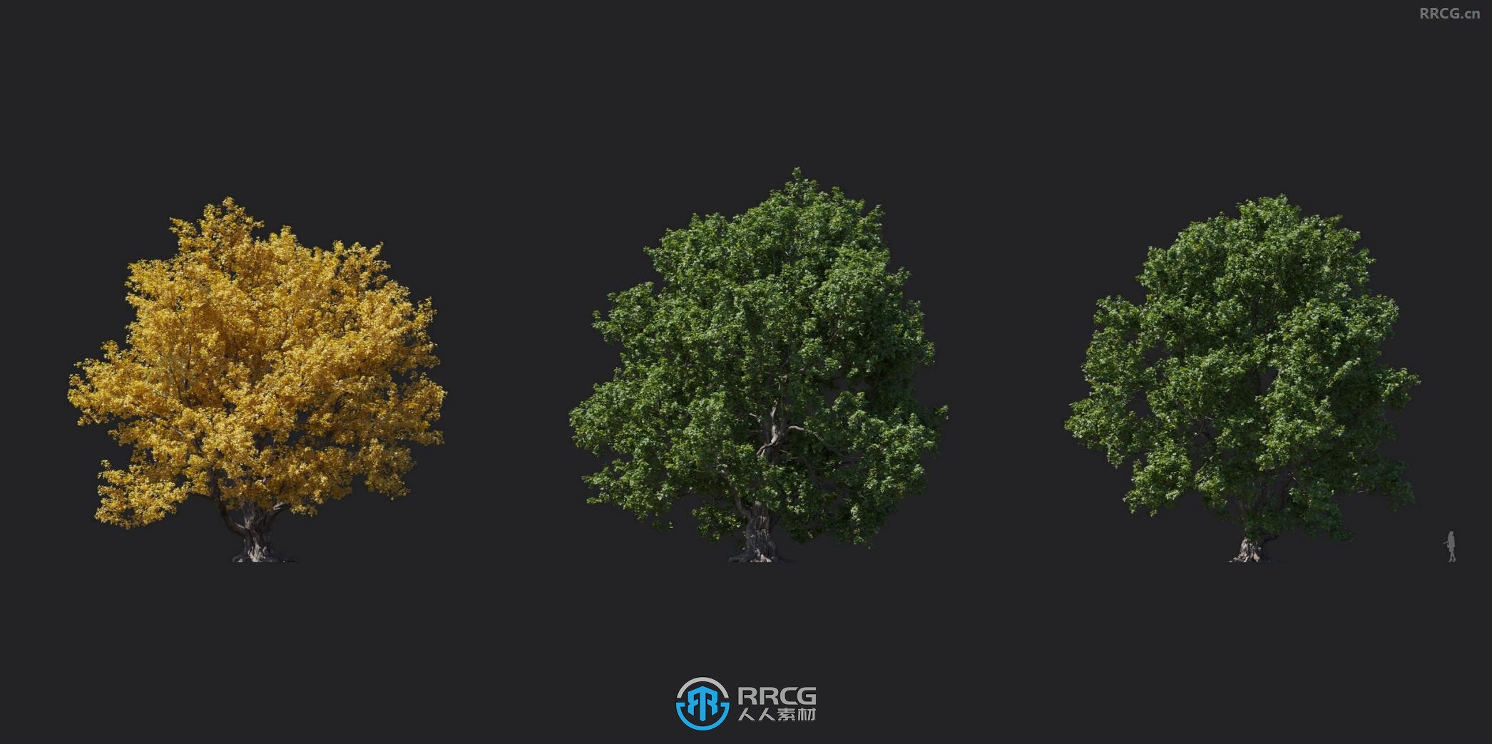 槭树绿篱枫紫薇矾根紫荆花等植物3D模型合集