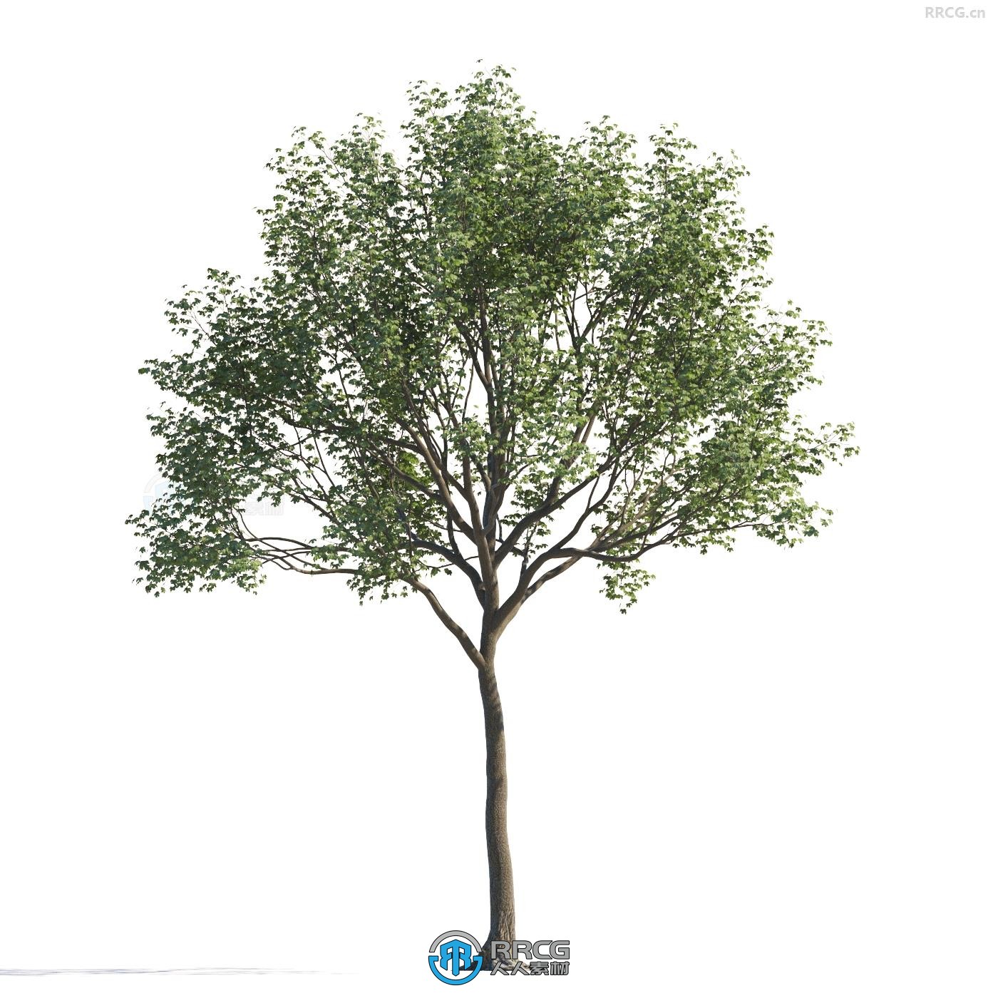 120组四季树木森林植物3D模型合集 Evermotion Archmodels第258季