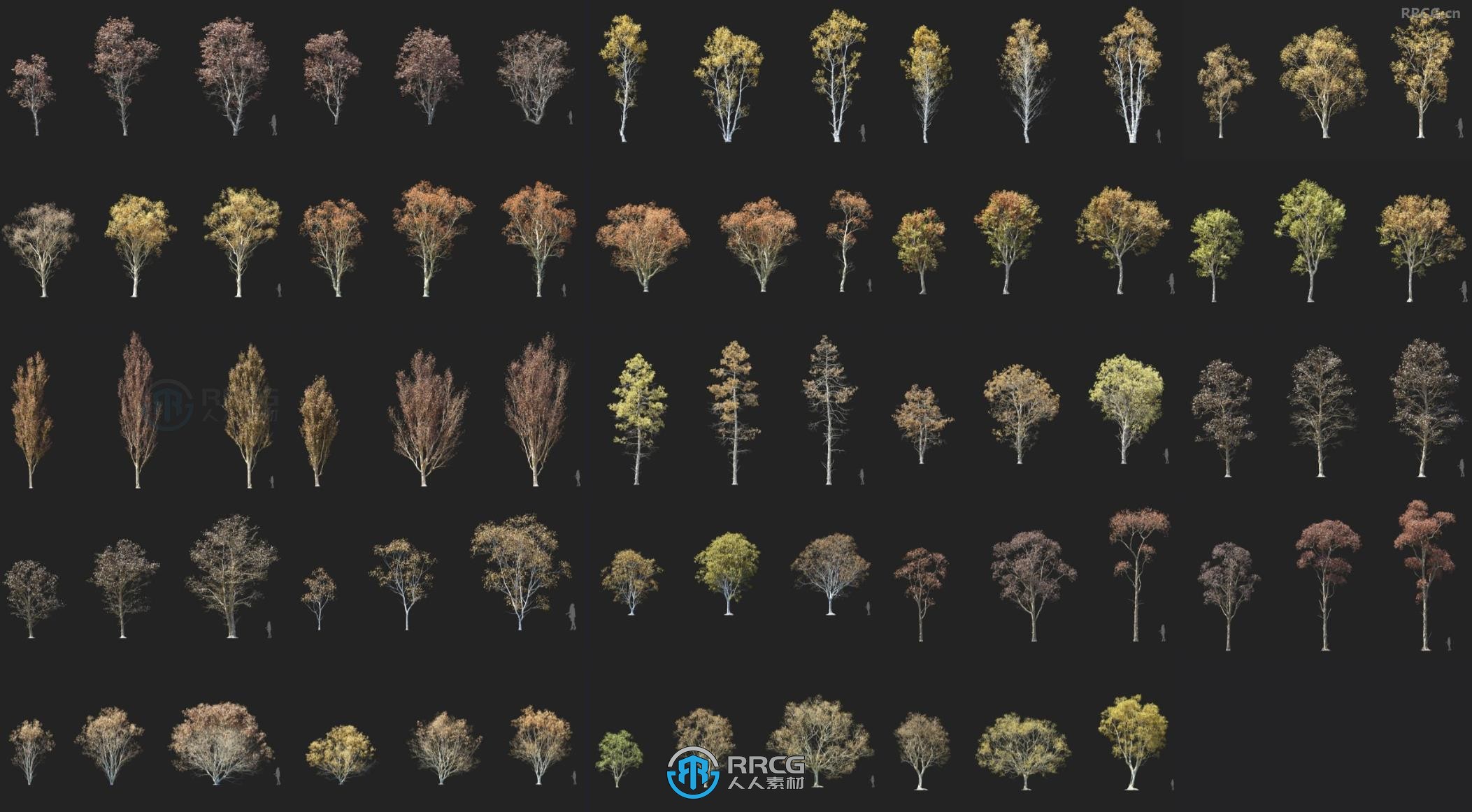 埃尔曼桦树栎树白桑树杨树落叶松等植物3D模型合集